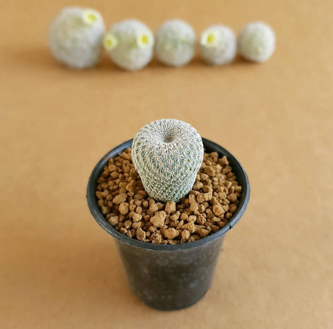 Epithelantha Micromeris - Cactus - soiled.in