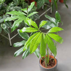 Philodendron Goeldi - Philodendron - Soiled
