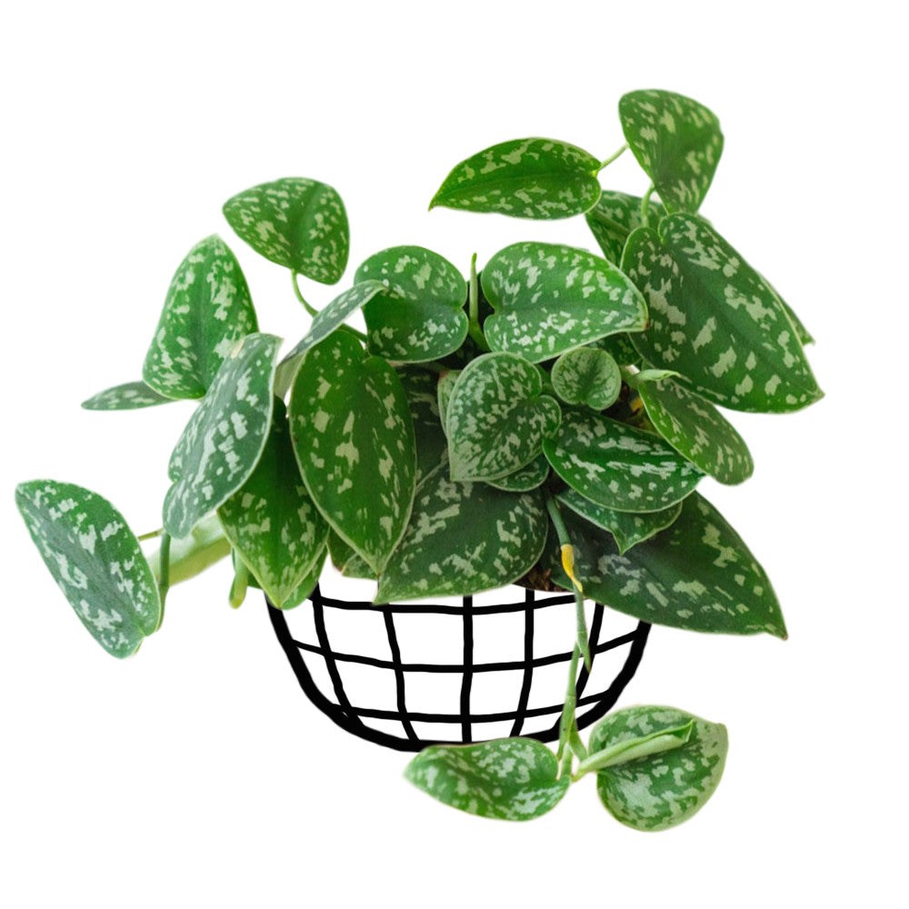 Scindapsus Pictus (Satin Pothos) - Pothos - soiled.in