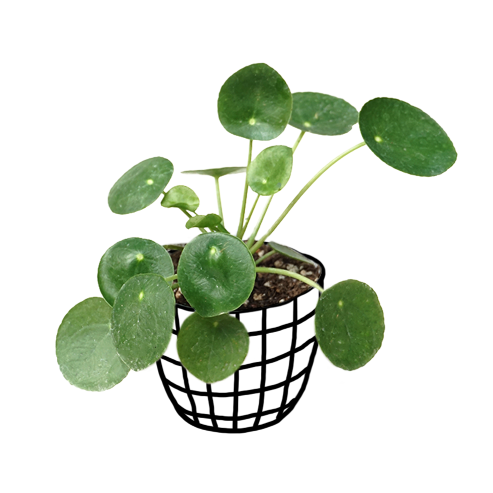 Pilea Peperomioides - Pilea - soiled.in