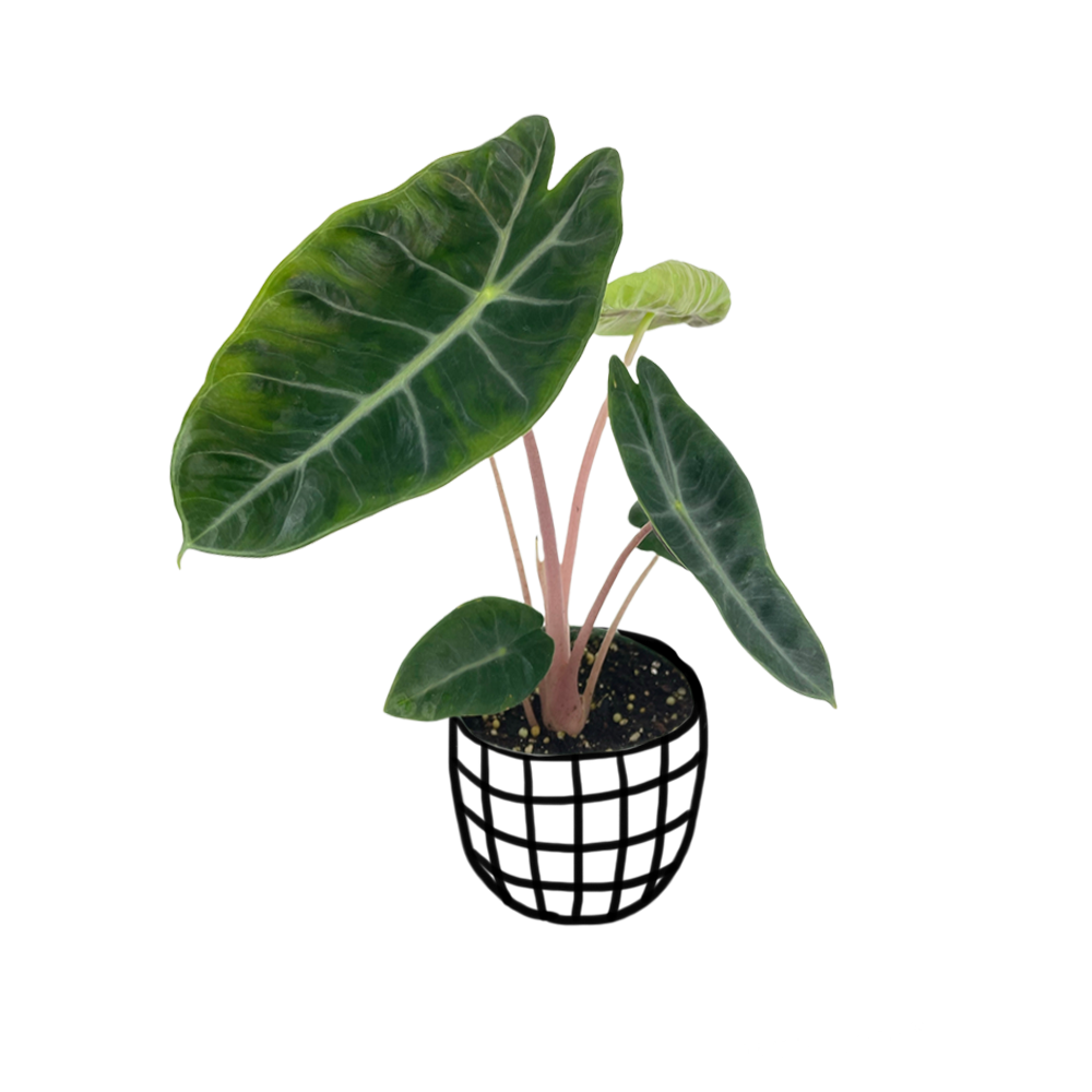 Alocasia 'Pink Dragon' - Indoor & Outdoor Plants - soiled.in