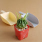 Euphorbia meloformis x schoenlandii - Cactus - soiled.in