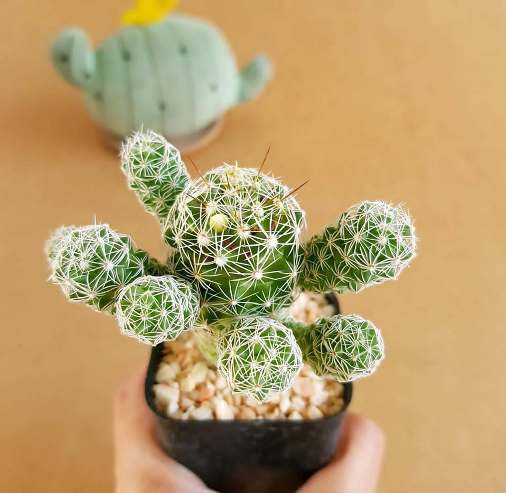 Mammillaria Vetula Subsp. Gracilis - Cactus & Succulent - Soiled