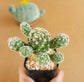 Mammillaria Vetula Subsp. Gracilis - Cactus - soiled.in