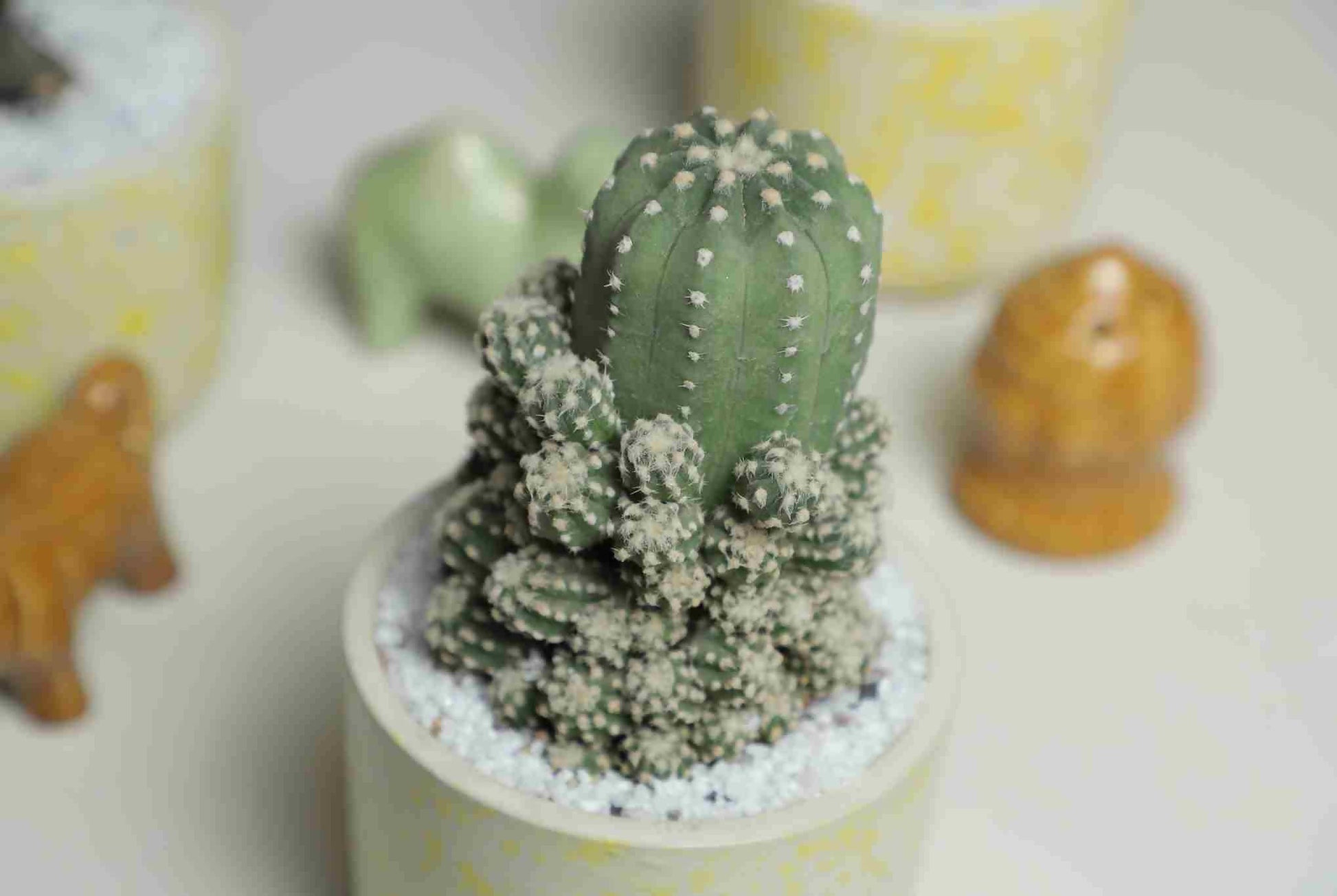 Echinopsis subdenudata hybrid - Cactus - soiled.in