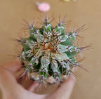 Echinopsis cv. Haku-Jo Maru - Cactus & Succulent - Soiled
