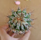 Echinopsis cv. Haku-jo Maru - Echinopsis cactus - soiled.in