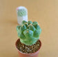 Coryphantha Elephantidens - Cactus - soiled.in