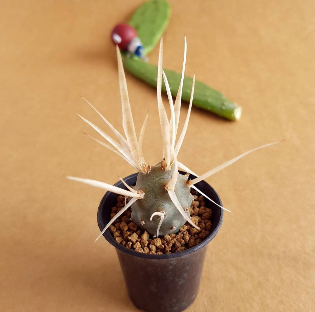 Tephrocactus Articulatus - Cactus - soiled.in