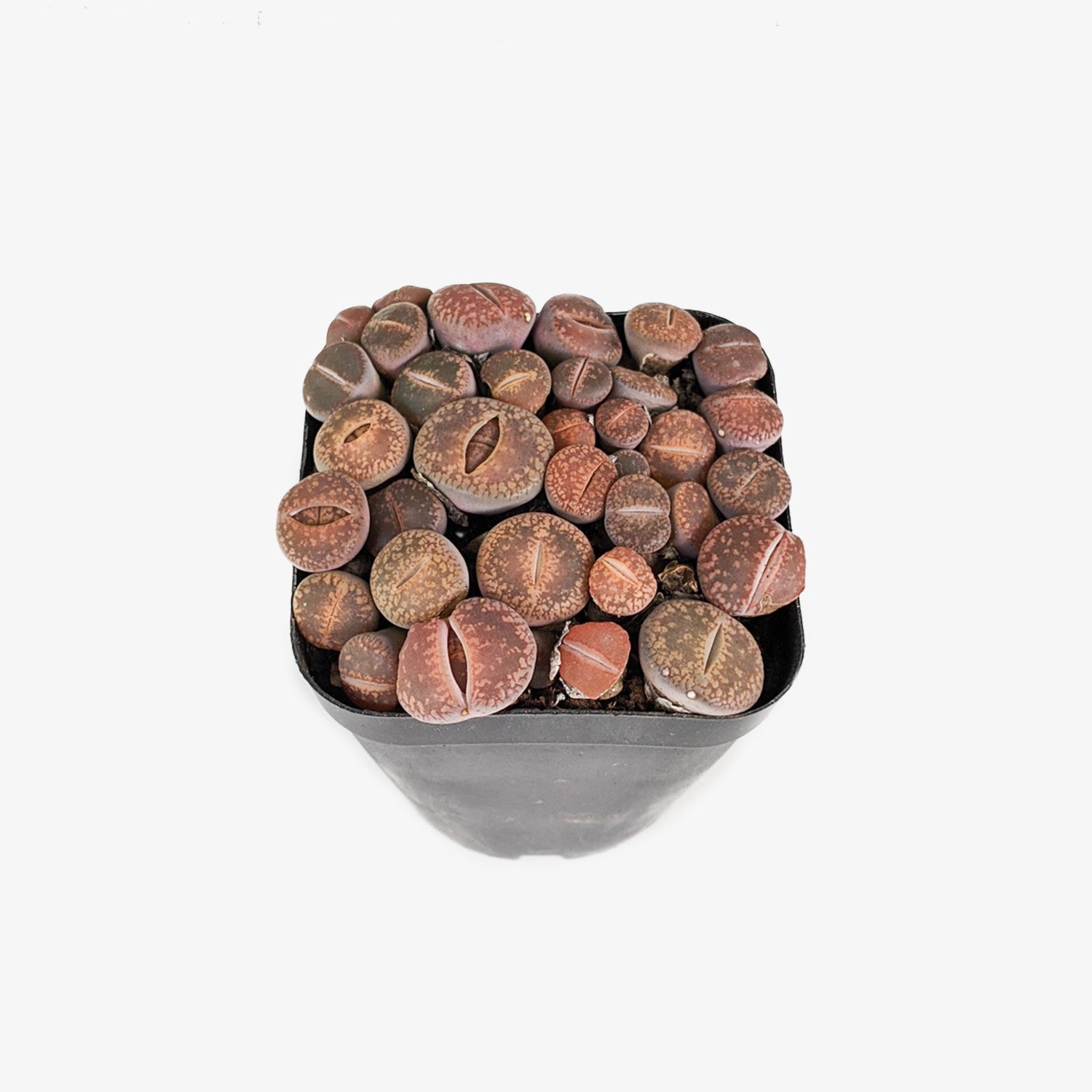 Lithops in Square Pot (20+ Plants in a Pot) - Lithops - soiled.in