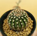 Lobivia Hybrid - Cactus & Succulent - Soiled