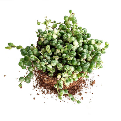 Variegated Strings of Pearl (Senecio Rowleyanus) - Succulent - Soiled