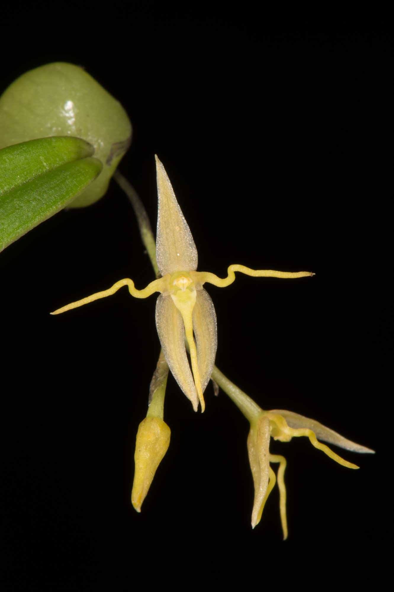 Bulbophyllum Interpositum - Orchid - soiled.in
