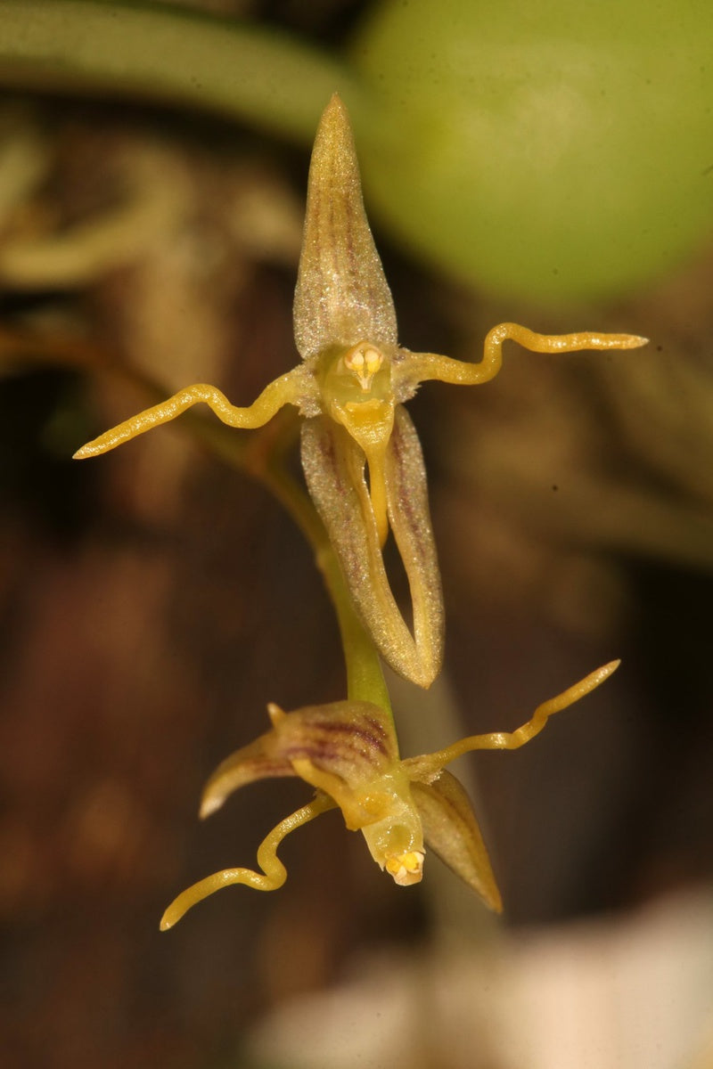 Bulbophyllum Interpositum - Orchid - soiled.in