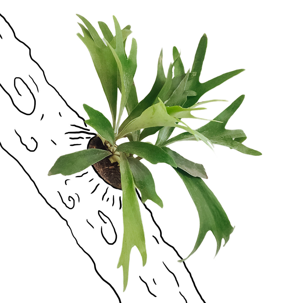 Staghorn Fern - Fern - Soiled