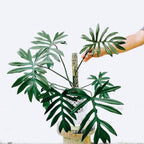 Philodendron 'Mayoi' - Philodendron - Soiled