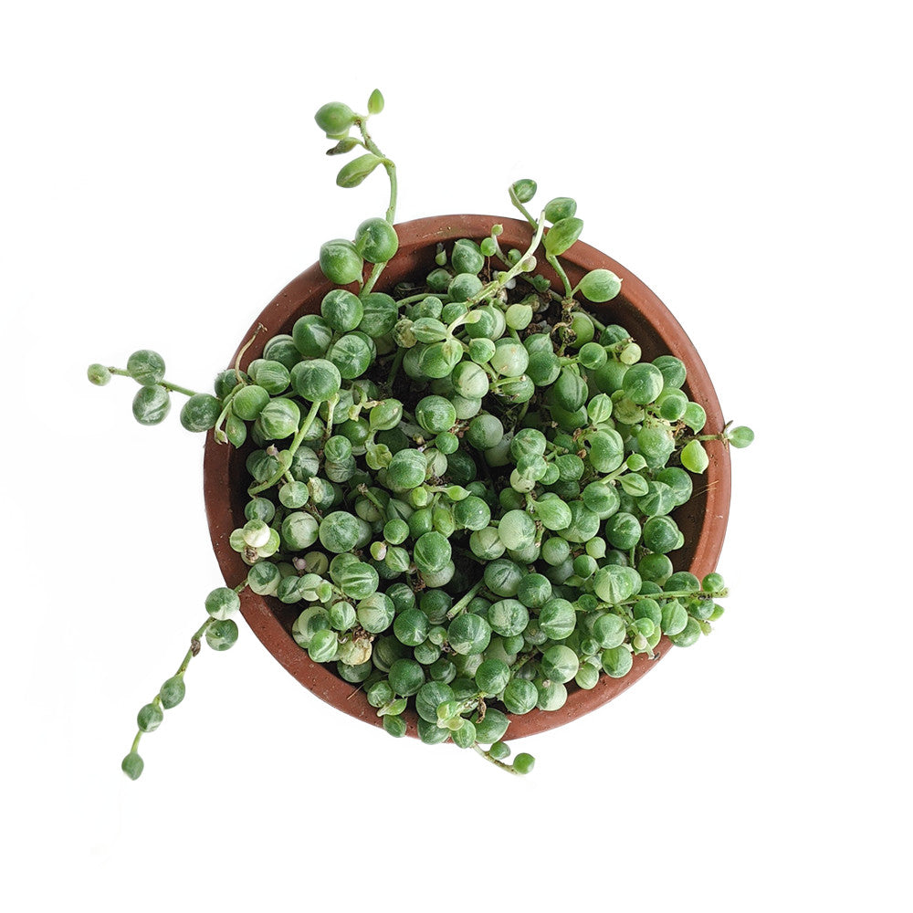 Variegated Strings of Pearl (Senecio Rowleyanus) - Succulent - Soiled