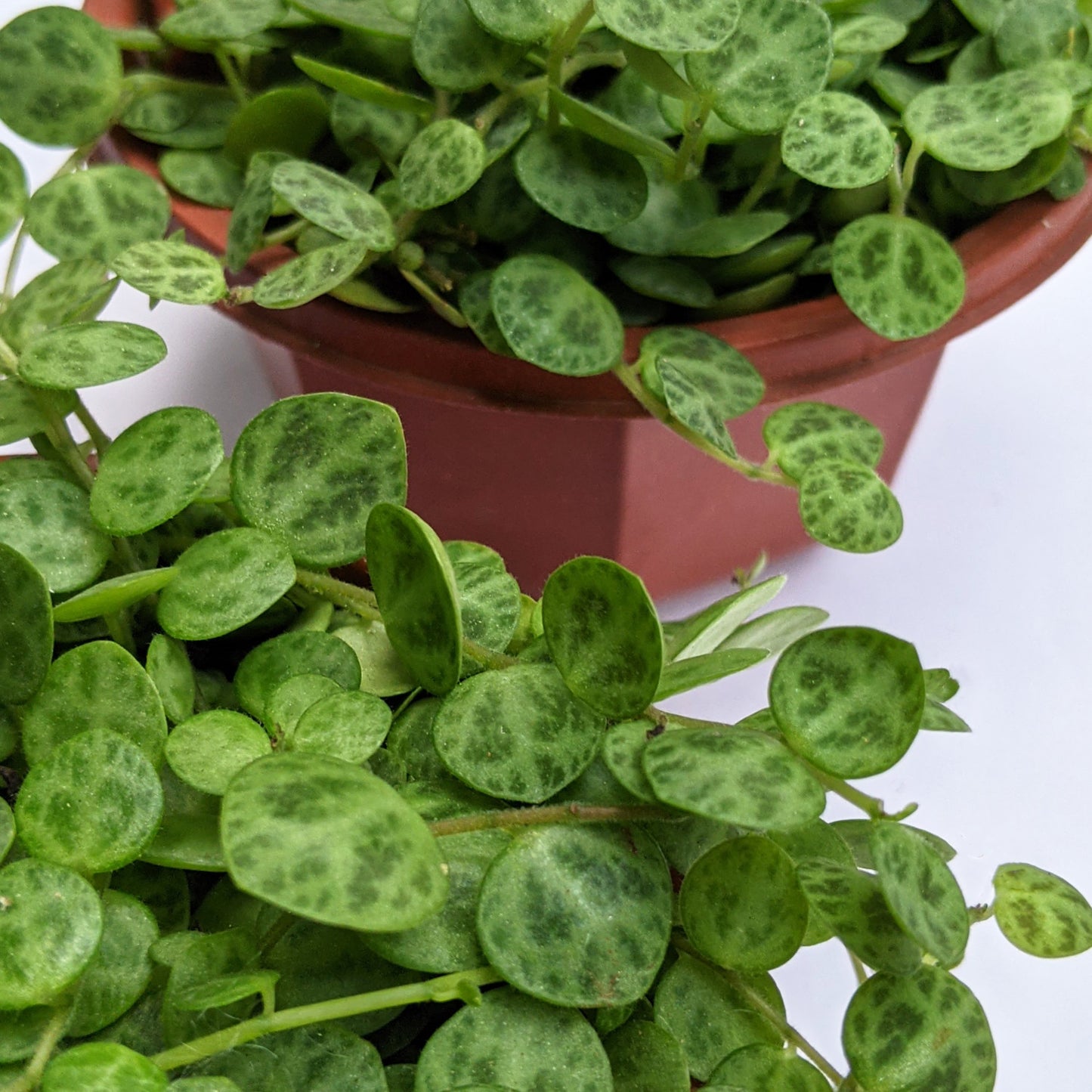 String of Turtles (Peperomia Prostrata) - Succulent - soiled.in