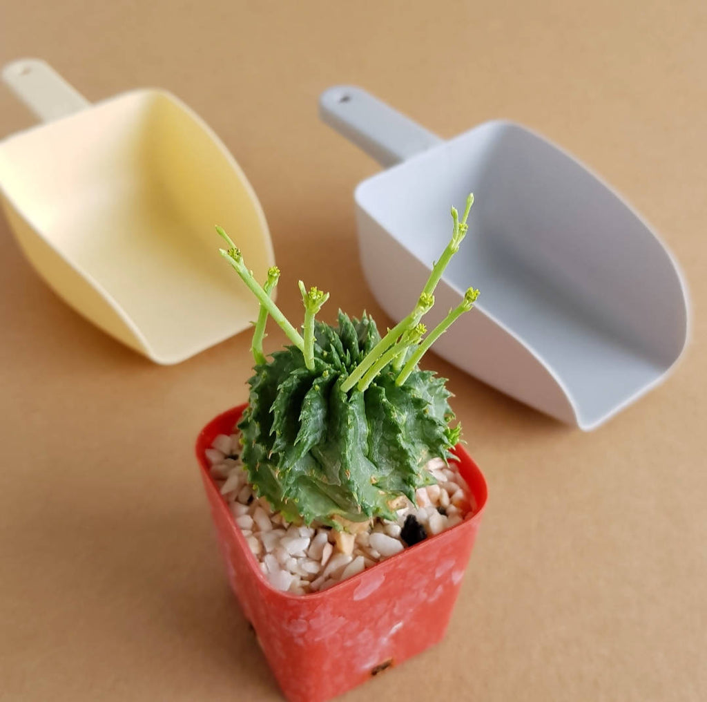 Euphorbia Meloformis x Schoenlandii - Cactus & Succulent - Soiled