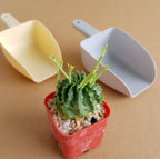Euphorbia Meloformis x Schoenlandii - Cactus & Succulent - Soiled