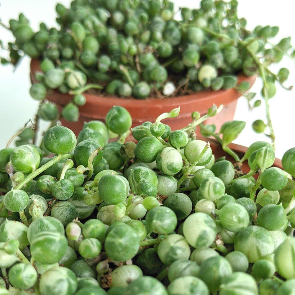 Variegated Strings of Pearl (Senecio Rowleyanus) - Succulent - Soiled