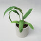 Anthurium Vittarifolium - Anthurium - soiled.in