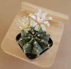 Gymnocalycium Mihanovichii - Cactus & Succulent - Soiled