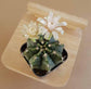 Gymnocalycium Mihanovichii - Cactus gymnocalycium - soiled.in