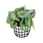 Watermelon Peperomia (Peperomia argyreia) - Indoor & Outdoor Plants - soiled.in