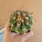 Melocactus metanzanus (Red Cap) - Cactus - soiled.in