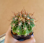 Melocactus Metanzanus (Red Cap) - Cactus & Succulent - Soiled