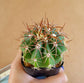 Melocactus metanzanus (Red Cap) - Cactus - soiled.in