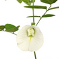 Clitoria Ternatea, Aparajita Flower Seed (White - Single Petal) - Seed - soiled.in