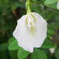 Clitoria Ternatea, Aparajita Flower Seed (White - Single Petal) - Seed - soiled.in