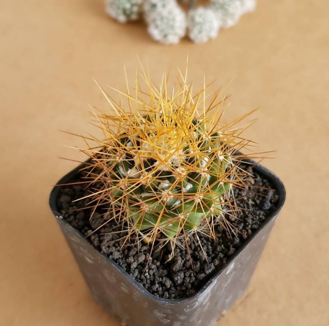 Mammillaria Nivosa - Cactus - soiled.in