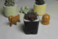 Haworthia cooperi kurozato - Haworthia - soiled.in