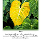 Philodendron Mamei (Silver Cloud) - Philodendron - Soiled