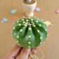 Echinopsis Subdenudata - Cactus - soiled.in