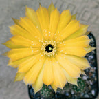Lobivia Yellow Flower - Cactus & Succulent - Soiled