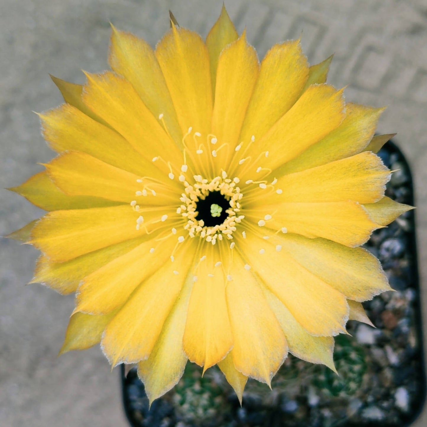 Lobivia yellow flower - Cactus - soiled.in
