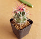 Ferocactus Emoryi - Cactus - soiled.in